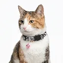 ZILPARFUCHSIA(2).webp