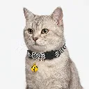 ZILPARYELLOW(2).webp
