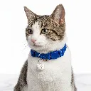 ZILSUSWHITE(2).webp