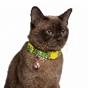 ZILGOLPINK(2).webp